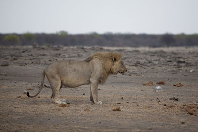 Side view of lion standing on field