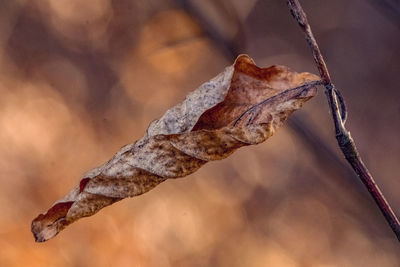 Close-up of dry leaf on snow covered plant
