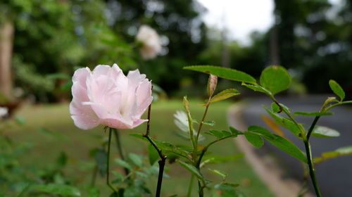 Close-up of pink rose