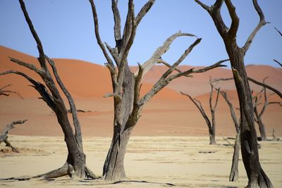 Bare tree in desert against clear sky