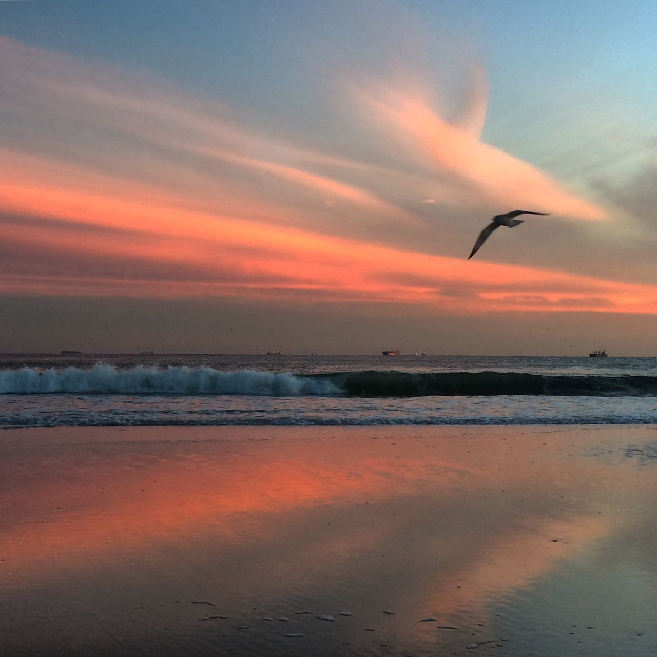 sunset, bird, flying, sea, water, sky, scenics, animal themes, beauty in nature, beach, tranquil scene, animals in the wild, orange color, horizon over water, wildlife, tranquility, nature, idyllic, cloud - sky, shore