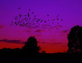 Low angle view of silhouette birds flying against sky