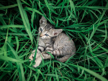 High angle view of cat on grass