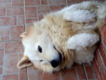 High angle view of dog relaxing on wall