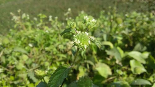 Close-up of insect on plant