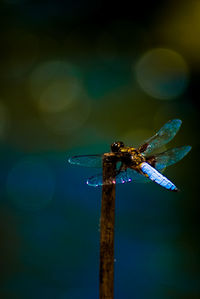 Close-up of dragonfly on stick