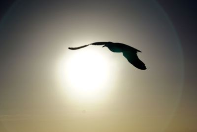 Low angle view of silhouette bird flying against clear sky