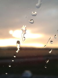 Close-up of water drops on leaf