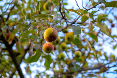 Low angle view of fruits on tree