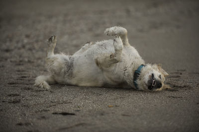 View of a dog resting on land