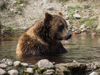 View of a bear in river