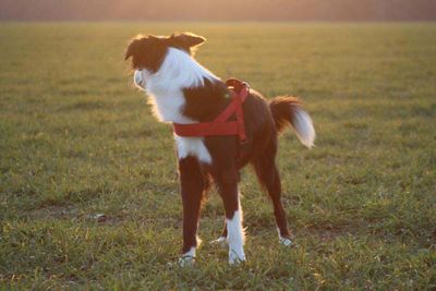 Dog standing on grassy field