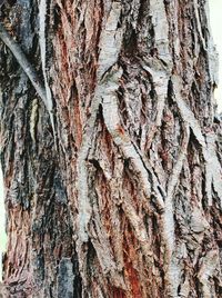 Full frame shot of tree trunk