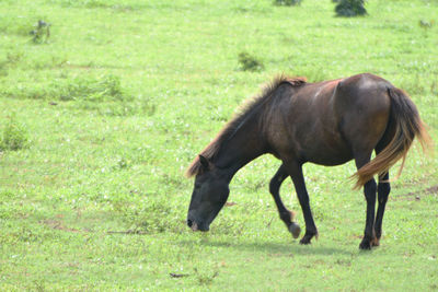 Horse standing in a field