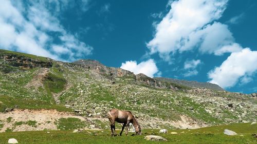 Horse standing on field against mountain