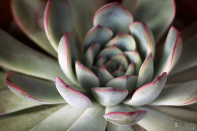 Close-up of succulent plant