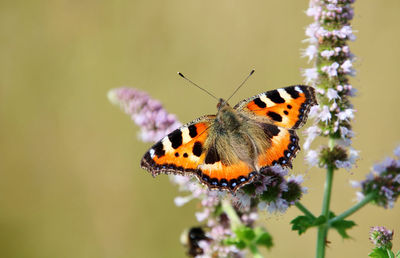 Close-up of butterfly pollinating on purple flower