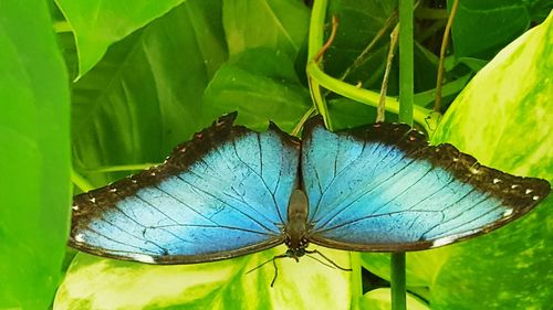 Close-up of butterfly pollinating on flower