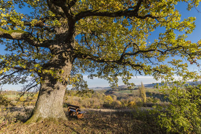 Trees on field against sky