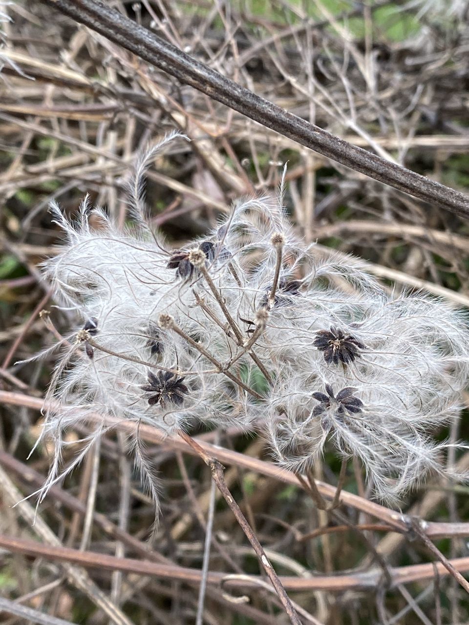 CLOSE-UP OF DRIED PLANT ON LAND