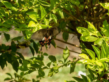 Close-up of insect on leaf