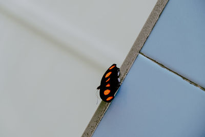 Close-up of butterfly on the sky