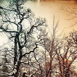 Low angle view of bare trees against sky