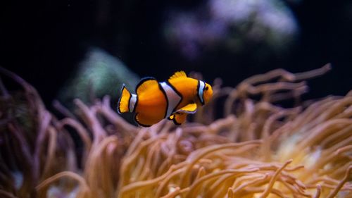 Close-up of fish underwater