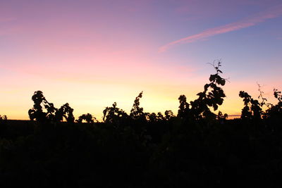 Silhouette trees on landscape against sky at sunset