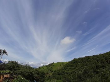 Low angle view of trees against sky