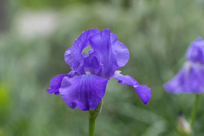 Close-up of purple flowering plant