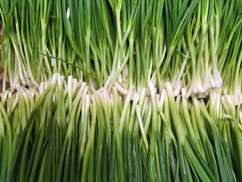 Full frame shot of spring onions at market