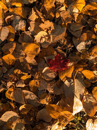 Full frame shot of dry autumn leaves