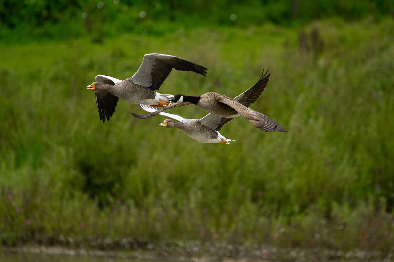 Canada geese on water