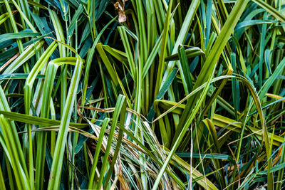 Full frame shot of grass