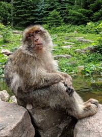 Monkey sitting in a forest