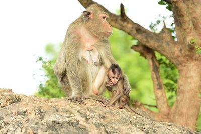 Monkey sitting on rock