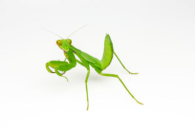 Close-up of grasshopper on white background