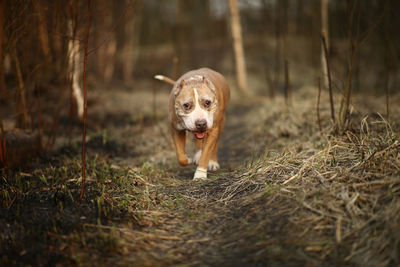 Portrait of dog running on field