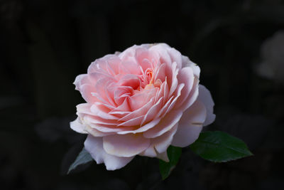 Closeup of a pastel pink rose with dark bookeh background.