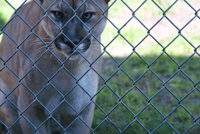 Portrait of chainlink fence in zoo