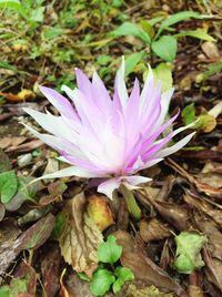 Close-up of purple crocus blooming outdoors