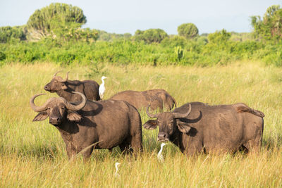 African buffalo, syncerus caffer,  uganda