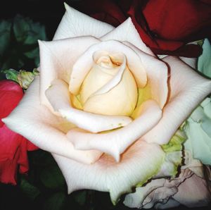 Close-up of hand holding rose