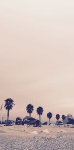 Palm trees against clear sky