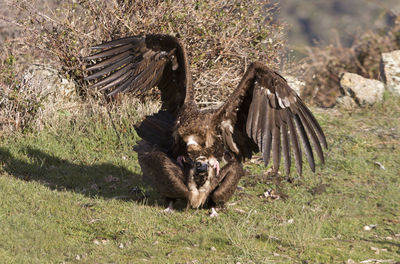 High angle view of two birds on field