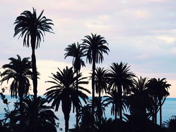 Low angle view of palm trees against sky