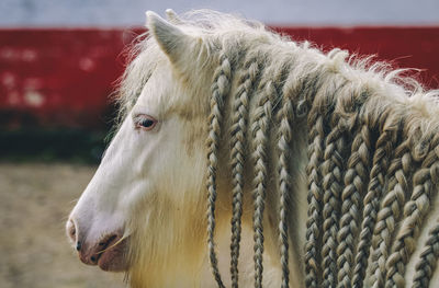 Close-up of horse standing on field
