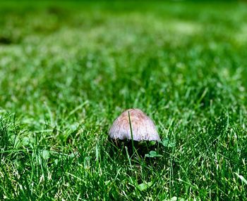 Close-up of mushroom growing on field