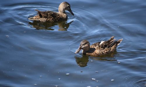 High angle view of duck swimming in lake